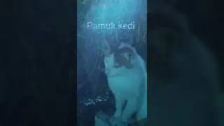 Ağaca Çikan Kediler