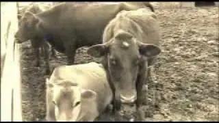 The Bloody Rage of Bigfoot - Barnyard Flashback