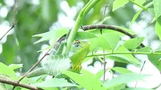 Relaxing Forest Ambient Sound 2 hours 28 seconds
