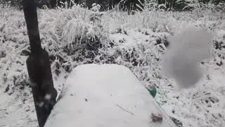 видео из архива т. 40
