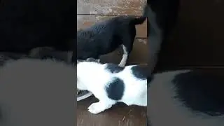 Опасные собачки напали на еду