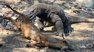 Full Video Of Komodo Dragons Finished The Whole Goat