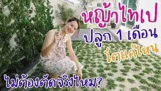 ปลูกหญ้าไทเปรอบบ้าน 1 เดือนแล้วโตแค่ไหนกัน | อยู่กับบ้าน EP.4