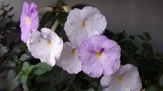 АХИМЕНЕСЫ. Мои ахименесы на лоджии в сентябре.