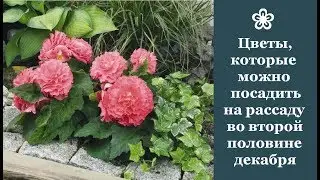❀ Цветы, которые можно посадить на рассаду во второй половине декабря. О выращивании этой рассады
