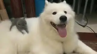 Вибромассаж для котенка...