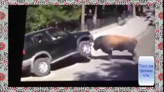 Жизнь животных  Видео прикол  Бык бодает джип!!