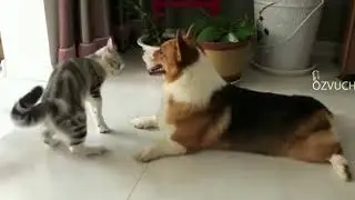 Бздун Блохастый Гугл Озвучка