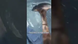 А вы используете монофосфат калия в качестве подкормки? 