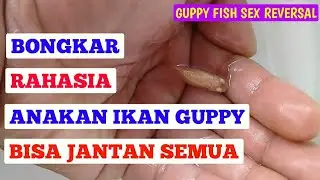 MASCULINIZATION OF GUPPY FISH WITH PURE HONEY || MALE GUPPY FISH PRINTERS