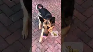 Guide Dog fun￼