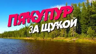 Рыбалка на спиннинг. Пякупур. В поисках щуки.