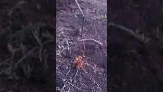 Посадил черенки винограда. Школка. #виноград