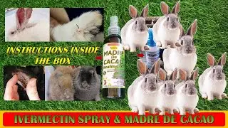 Ivermectin Spray and Madre de Cacao para sa mga Rabbit 'Mange'