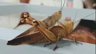 Proses Kawin Belalang, Bisa Sampe Seharian!