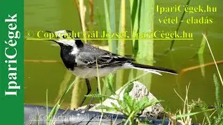 Barázdabillegető - Motacilla alba, 4K, sv4KN210623-1556-91