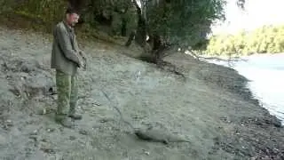 Речной гигант на привязи.