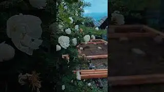 Что-то интересное 🤔 #nature #природа #моменты #садмечты #дача #сад #июль2024 #лето #жара #цветы