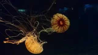 海游館 水母
