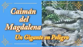MAGDALENA CAIMAN: A SYMBOL OF RESILIENCE AND CONSERVATION.