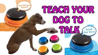 Teach Your Dog How To Speak: Communicating with talking buttons 