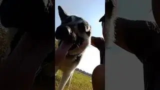 Дружище 🐶 #dog #собака  #dogshorts
