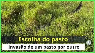 O Quicuio está invadindo a braquiária.