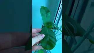 Как цветёт лимон