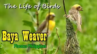 The Life of Birds | Baya weaver | Ploceus philippinus