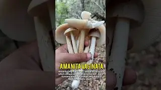 Edible mushroom Amanita veginata #mushroom #shorts