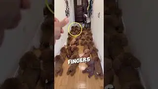 This naughty dog surprised his owner ❤️ 