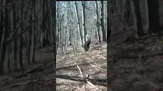 Aktuálne! Útok medveďa. Sleduj nás pre viac videí z lesa, hôr a rybačky. Majo a Kubo