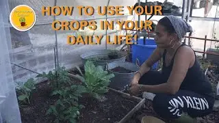 Now I pick my crop what next ?