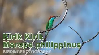 Burung Kirik Kirik - Blue-tailed bee-eater