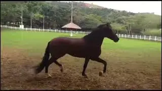 ATRIBUTO DE TRÊS CORAÇÕES - CENTRAL DE COBERTURAS - MANGALARGA MARCHADOR
