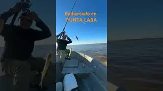 MATUNGOS en Punta lara