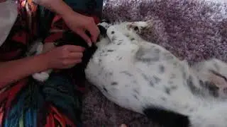 Спаниель чистит уши.