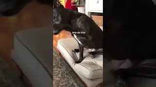 Baby Pet   Cute And Funny Pet Videos #karatekid #dogsoftiktok #sookiea 319
