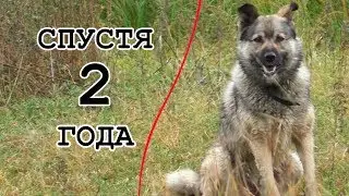 Вспоминаем команды. Умная дворняжка