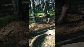 ТАНЦУЮЩИЙ ЛЕС! @КУРШСКАЯ КОСА@ 
