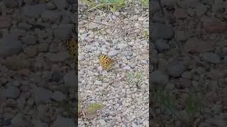 Papuves raibenis /The Queen of Spain fritillary (Issoria lathonia) 😊 #daba #nature #butterfly