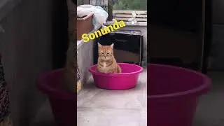 Sonunda 🚽 yaptı #shorts