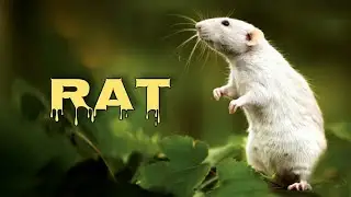 Rat sounds