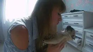 ПОДАРИЛ ЩЕНКА НА ДЕНЬ РОЖДЕНИЯ (МОПС)