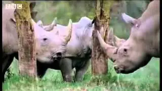 YouTube   Rhinos look for love  animal mating rituals in the African jungle   BBC wildlife