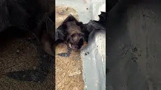 Летучая мышь притаилась