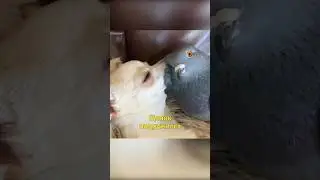 🐶Щенок Подружился с Голубем🕊️