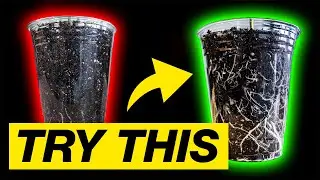 GROW STRONG PLANTS - TPS BILLIONS ROOTING INOCULANT