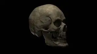 3D Skull