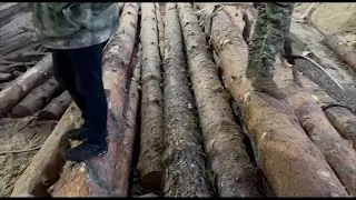 Банда «черных лесорубов» арестована в Новосибирской области // 